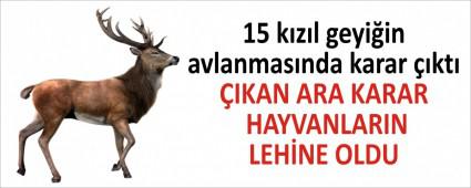 15 kzl geyiin avlanmasnda karar kt