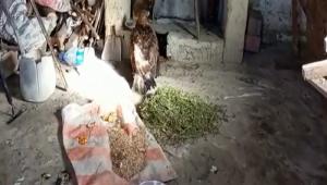 ORMAN KYLS KARTALI YARALI HALDE BIRAKMAYA KIYAMADI