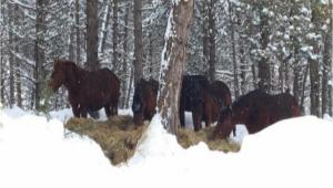 BOLU DAI\'NDAK YILKI ATLARINA YEM BIRAKILDI