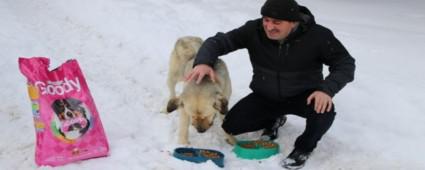 ALLAR SOKAK HAYVANLARINI UNUTMADI