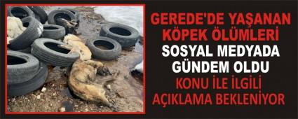 GEREDE\'DE YAANAN KPEK LMLER SOSYAL MEDYADA GNDEM OLDU