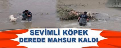 SEVML KPEK DEREDE  MAHSUR KALDI