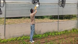 DOMATES GVESNE KARI KONTROL ALIMALARI DEVAM EDYOR