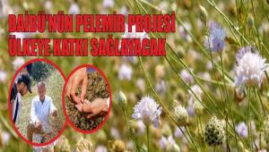 BAB\'NN PELEMR PROJES LKEYE KATKI SALAYACAK