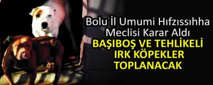 BAIBO VE TEHLKEL IRK KPEKLER TOPLANACAK