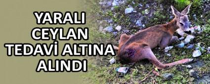 YARALI CEYLAN TEDAV ALTINA ALINDI