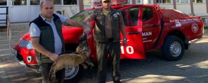 YARALI BULUNAN PUHU KUU TEDAV ALTINA ALINDI