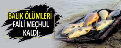 BALIK LMLER FAL MEHUL KALDI