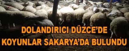 DOLANDIRICI DZCE\'DE KOYUNLAR SAKARYA\'DA BULUNDU