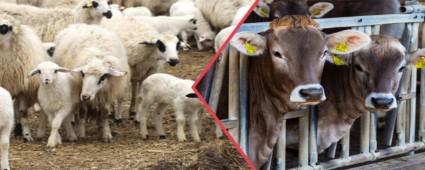 TARIMSAL DESTEKLEME DEMELER BALADI