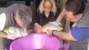 BALIK SAIMLARI BALADI