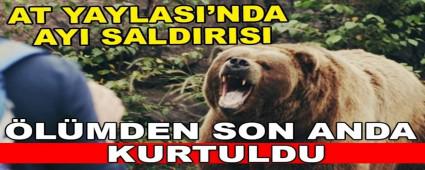 AT YAYLASI\'NDA AYI SALDIRISI