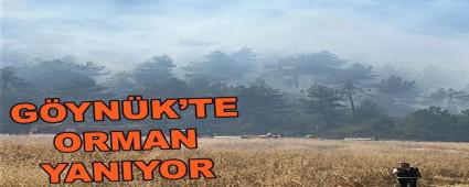 GYNK\'TE ORMAN YANGINI MDAHALE SRYOR