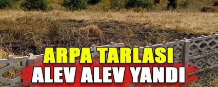 ARPA TARLASI ALEV ALEV YANDI