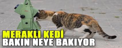 MERAKLI KED BAKIN NEYE BAKIYOR