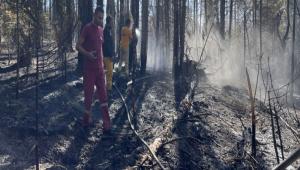 ORMAN DOSTU KIRMIZI ORMAN KARINCALARINI DA UNUTMADILAR
