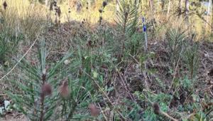 ALADA ORMANLARINDA GENLETRME ALIMALARI MEYVELERN VERMEYE BALADI