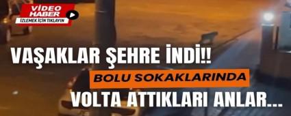 Bolu sokaklarnda vaak dolayor