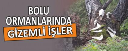 BOLU ORMANLARINDA GZEML LER