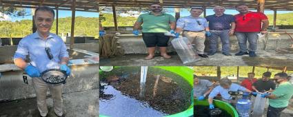 Pullu Sazan Balk Datmna Baland