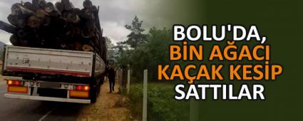 BOLU\'DA, BN AACI KAAK KESP SATTILAR