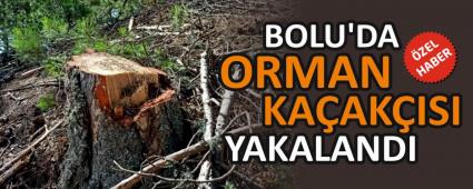 BOLU\'DA ORMAN KAAKISI YAKALANDI