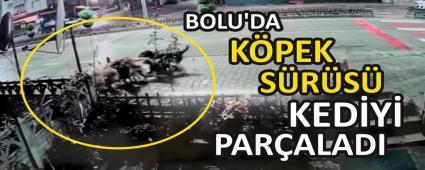 BOLU\'DA KPEK SRS KEDY PARALADI