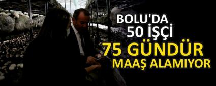 BOLU\'DA 50  75 GNDR MAA ALAMIYOR