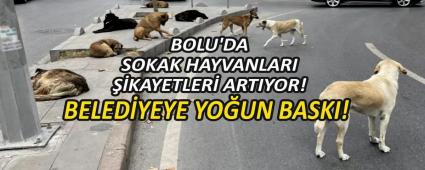 BELEDYEYE YOUN BASKI!