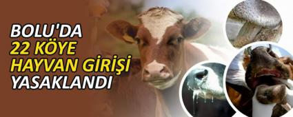 BOLU\'DA 22 KYE HAYVAN GR YASAKLANDI