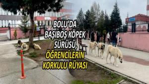 BOLU\'DA BAIBO KPEK SRS, RENCLERN KORKULU RYASI