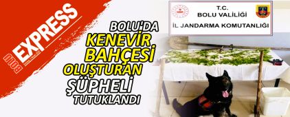 BOLU'DA KENEV�R BAH�ES� OLU�TURAN ��PHEL� TUTUKLANDI